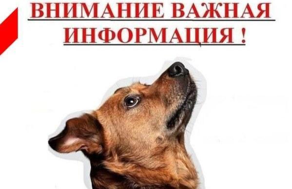 Штрафы за беспривязное содержание животных.
